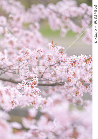 満開の桜（シネマティック動画との同時撮影） 96834863