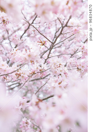 満開の桜(シネマティック動画との同時撮影) 満開の桜(シネマティック動画との同時撮影) 96834870