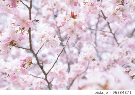 満開の桜(シネマティック動画との同時撮影) 満開の桜(シネマティック動画との同時撮影) 96834871