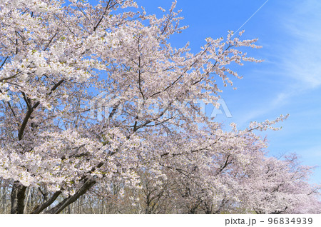 満開のソメイヨシノの並木と青空 96834939