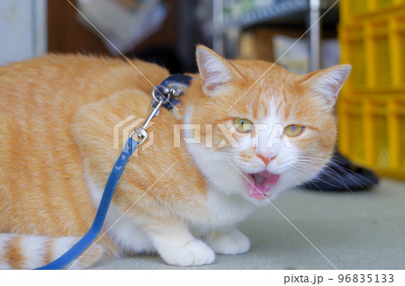年をとった飼い猫 年をとった飼い猫 96835133