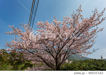 Sunny view of cherry blossom in Yangmingshan National Park 96835162