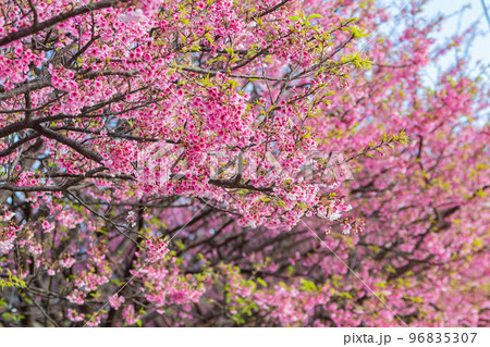 Sunny view of cherry blossom in Yangmingshan National Park 96835307