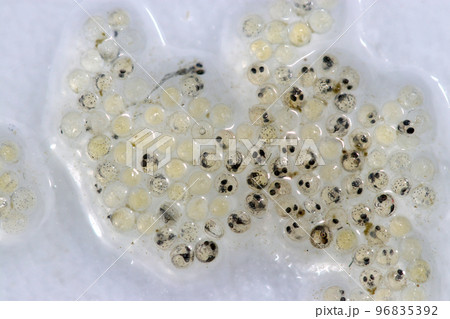 人工採卵したインドメダカの卵をシャーレの白い背景でマクロ接写撮影。 96835392