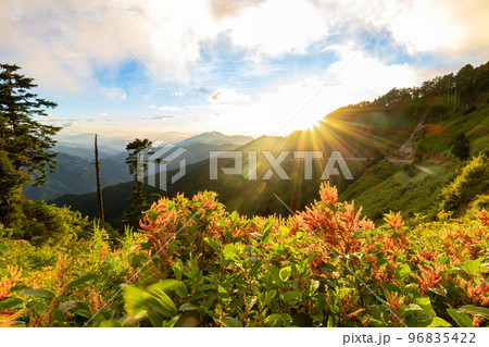 Rumex Flower blossom in the Hehuanshan mountain 96835422