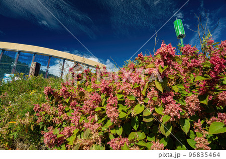 Rumex Flower blossom in the Hehuanshan mountain 96835464