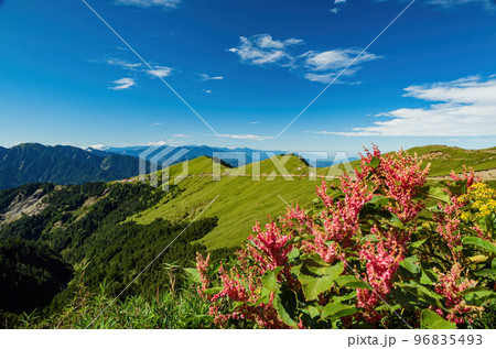 Rumex Flower blossom in the Hehuanshan mountain Rumex Flower blossom in the Hehuanshan mountain 96835493