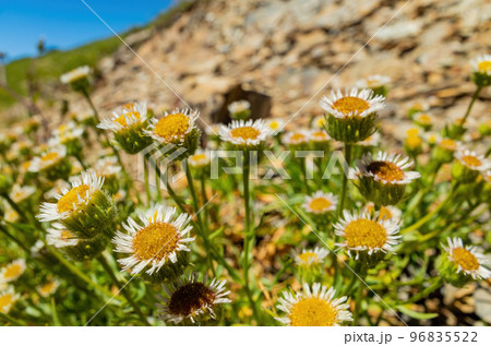 Erigeron annuus Flower blossom in the Hehuanshan mountain Erigeron annuus Flower blossom in the Hehuanshan mountain 96835522