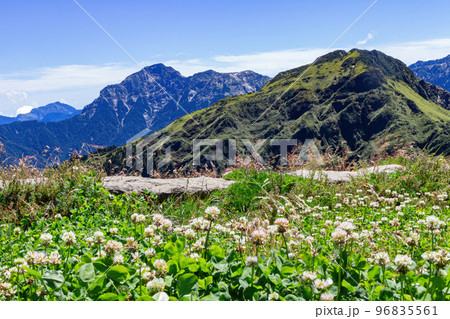 Flower blossom in the Hehuanshan mountain 96835561