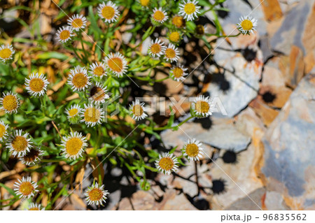 Erigeron annuus Flower blossom in the Hehuanshan mountain 96835562