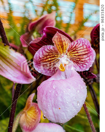 Close up shot of orchid flower blossom in Lou Lim Ioc Garden 96835820