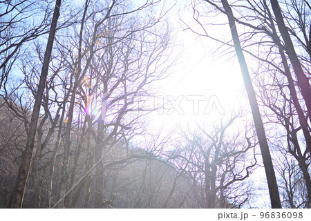 奥入瀬渓流　秋空 96836098