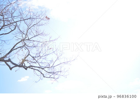 十和田湖　湖畔から見上げて 96836100