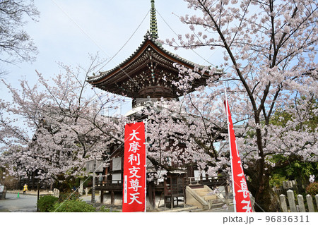 京都　本法寺の春2022 96836311