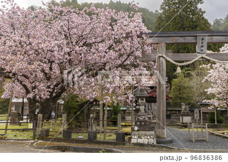 京都府京北宮町、黒田の百年桜満開風景 96836386