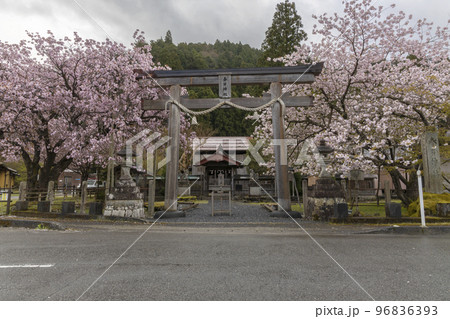 京都府京北宮町、黒田の百年桜満開風景-3 京都府京北宮町、黒田の百年桜満開風景-3 96836393