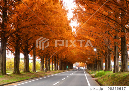 メタセコイア並木　紅葉　高島市　マキノ高原 96836617
