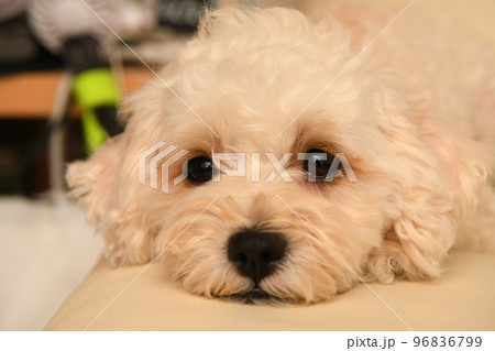 くつろぐマルプー くつろぐマルプー 96836799