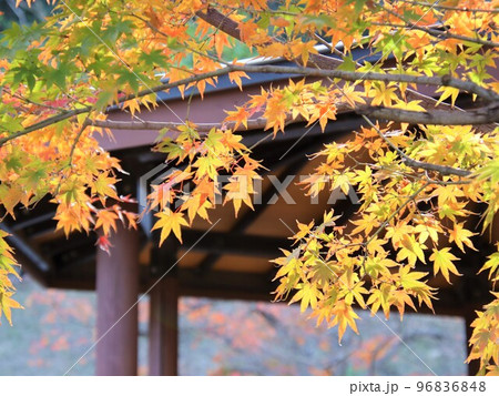 公園のもみじが美しく色づく 96836848