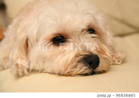 くつろぐマルプー 96836865