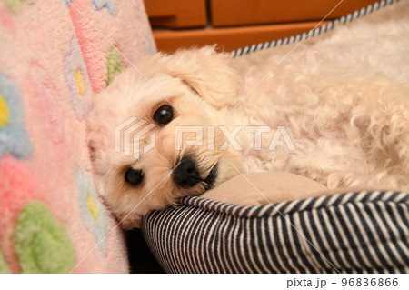 くつろぐマルプー 96836866