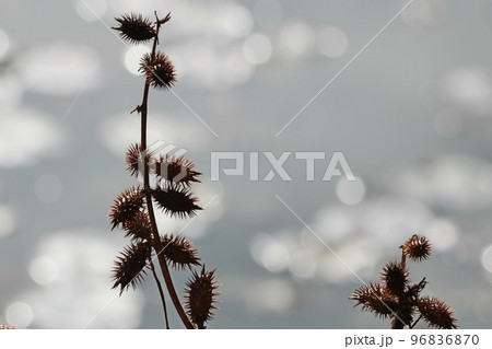 オオオナモミ 96836870