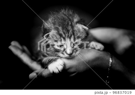 Baby kitten in a female human hand. Two weeks old newborn baby cat Baby kitten in a female human hand. Two weeks old newborn baby cat 96837019
