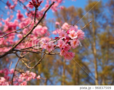 サクラの花 96837509