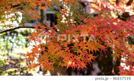 紅葉 紅葉 96837539