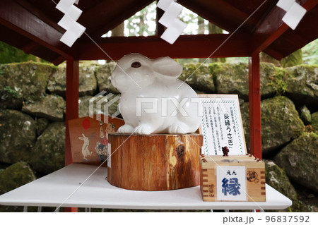 白うさぎ 96837592