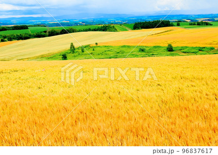 北海道紀行 7月の美瑛の麦畑 北海道紀行 7月の美瑛の麦畑 96837617