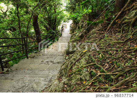 沖縄浦添ようどれへの道 琉球石灰岩と根 沖縄浦添ようどれへの道 琉球石灰岩と根 96837714