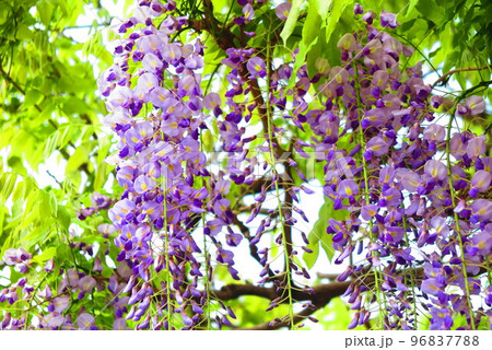 綺麗に咲いた藤の花の風景16 96837788