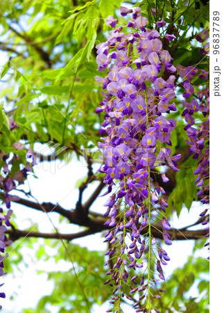 綺麗に咲いた藤の花の風景17 96837789