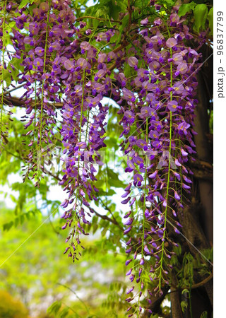 綺麗に咲いた藤の花の風景23 96837799