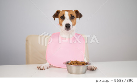 Dog jack russell terrier at the dinner table in a pink bib. Dog jack russell terrier at the dinner table in a pink bib. 96837890