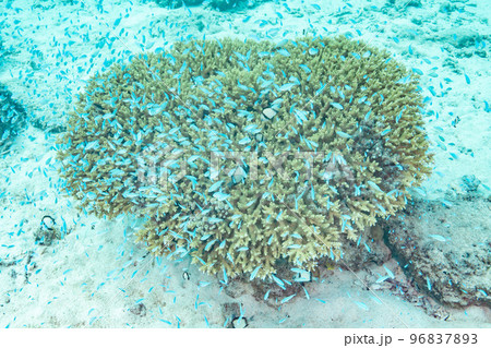 小魚の大群（デバスズメダイ）が珊瑚に群れる非常に美しい水中写真 96837893