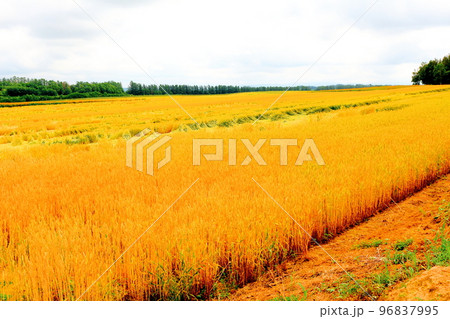 北海道紀行　7月の美瑛町千代田の麦畑 96837995