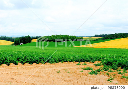 北海道紀行 7月の美瑛町千代田の麦畑 北海道紀行 7月の美瑛町千代田の麦畑 96838000