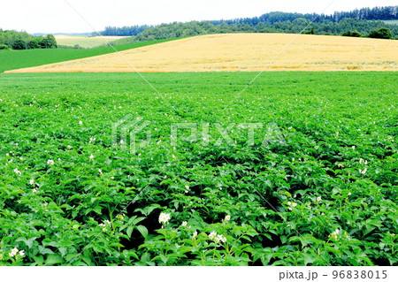 北海道紀行 7月の美瑛町千代田の麦畑 北海道紀行 7月の美瑛町千代田の麦畑 96838015