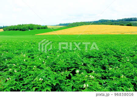 北海道紀行　7月の美瑛町千代田の麦畑 96838016