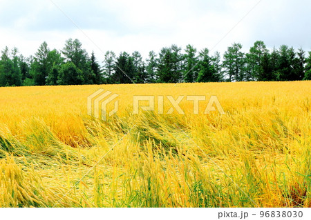 北海道紀行　7月の美瑛町千代田の麦畑 96838030