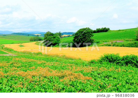 北海道紀行　7月の美瑛町千代田の麦畑 96838036