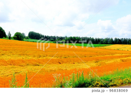 北海道紀行　7月の美瑛町千代田の麦畑 96838069