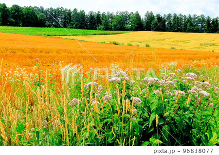 北海道紀行 7月の美瑛町千代田の麦畑 北海道紀行 7月の美瑛町千代田の麦畑 96838077