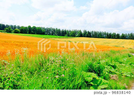 北海道紀行 7月の美瑛町千代田の麦畑 北海道紀行 7月の美瑛町千代田の麦畑 96838140