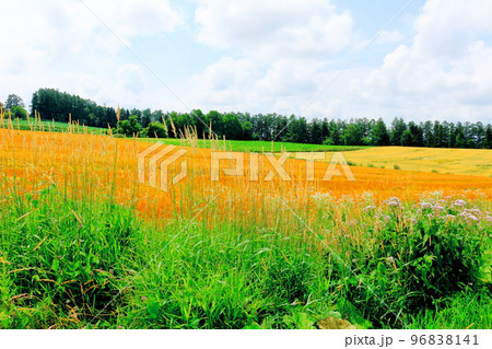 北海道紀行　7月の美瑛町千代田の麦畑 96838141