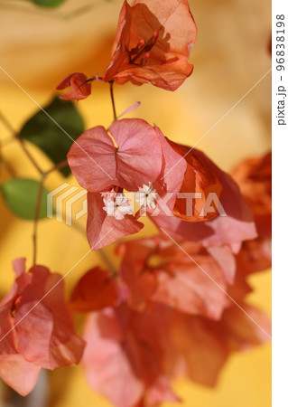 パステルオレンジの背景に淡い桃色のブーゲンビリアの花。 96838198