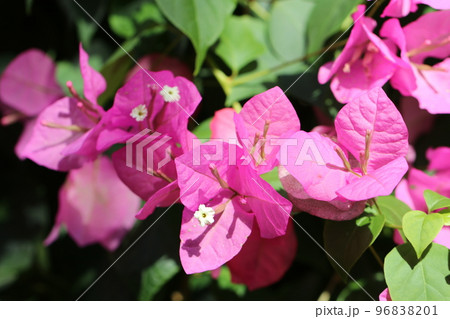 熱帯植物園の暖かい環境下で花咲く明るいピンク色ののブーゲンビリアの花たち。 96838201