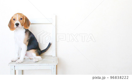 椅子でお座りのビーグル犬 椅子でお座りのビーグル犬 96838222